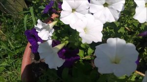 Plant Talk: Petunias | Anual vs Perennial