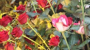 "Каждое утро мы здороваемся с цветами" Как выращивают розы в теплицах "Зеленстроя"