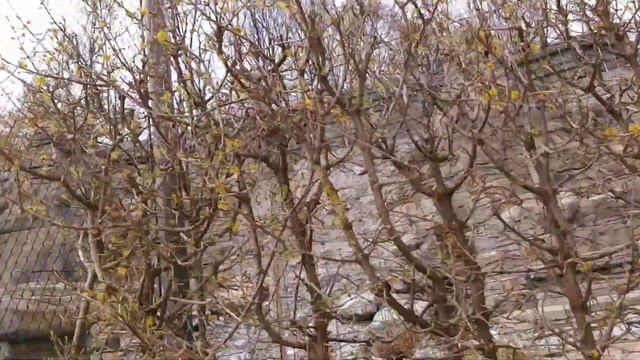 ЗООПАРК В ШВЕЙЦАРИИ ШИКАРНЫЙ🤗Видео 5 смотреть онлайн