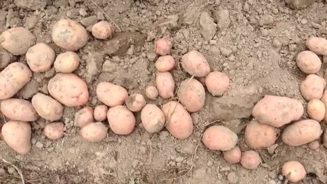 Картофель  Выбираем сорта картофеля.mp4