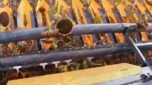 Жатка безрядковая для уборки подсолнечника Orange Seed
