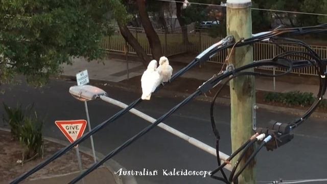 Гости. Маленькие австралийские кореллы. Guests.  Australian Little Corella