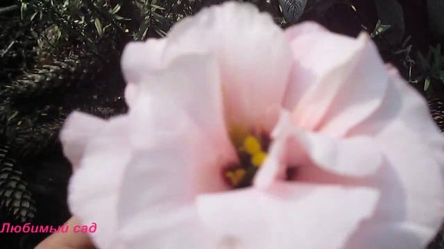 Эустома. Выращивание и уход смотреть онлайн