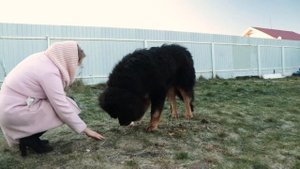 Тибетский мастиф | Все о породе