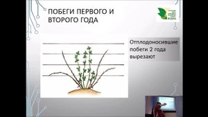 Выращивание ежевики     #ежевика