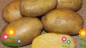 Картофель семенной. Краткий обзор, описание характеристик, где купить картофель Гулливер