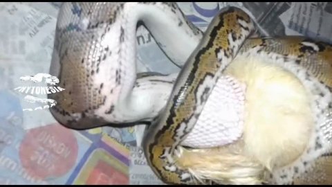 Feeding Reticulatus Python | Pythonesia