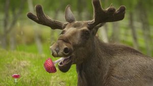 ✨Спокойной ночи, малыши✨ №111/2023 Лесная лечебница