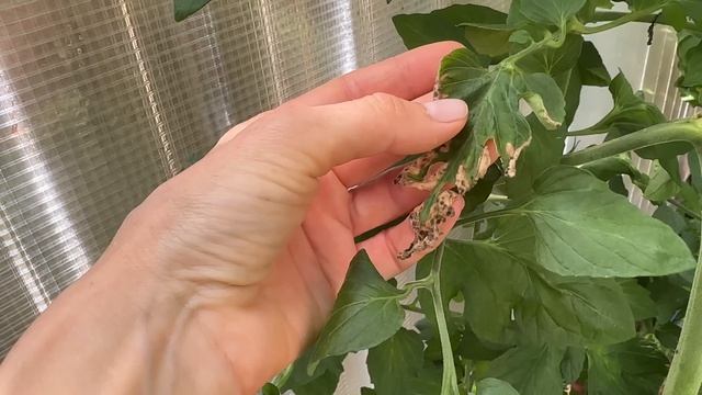 ПОДКОРМКА ТОМАТОВ В ИЮЛЕ для налива и созревания плодов. ЭТО ВАЖНО ЗНАТЬ! смотреть онлайн