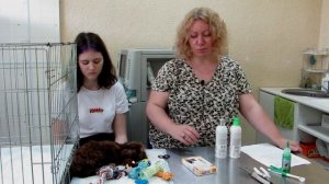 Как и чем ухаживать за щенком? Зубы и шерсть щенка