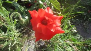 Махровый мак-самосейка.