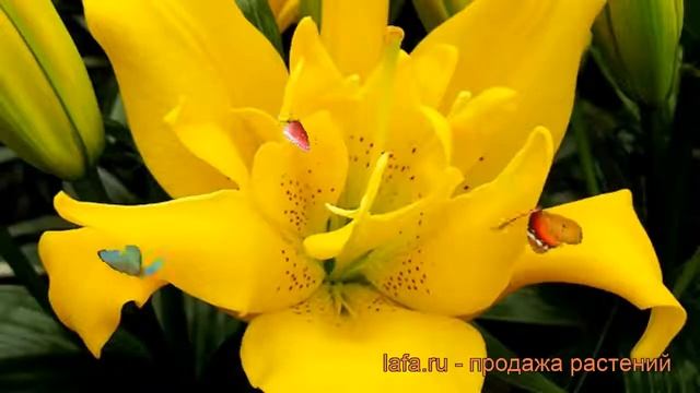 Лилия азиатская махровая (lilium asiatic sundew) ? лилия обзор: как сажать луковицы лилии смотреть онлайн