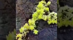 Lifehack - как сделать ручей и водопад из цветов в 2022 году