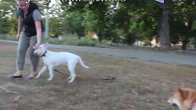 Опасен ли бультерьер? Секреты дрессировки щенка бультерьера. Легко ли поддается дрессировке порода?
