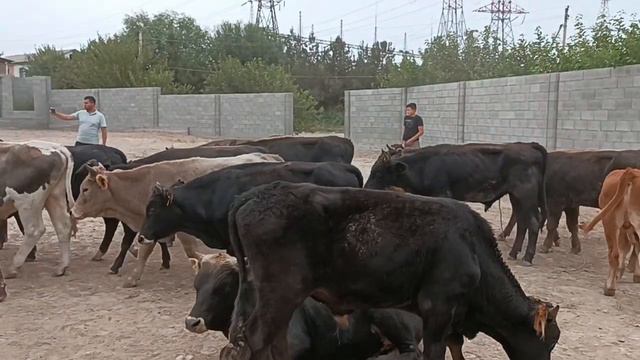 +998934167775☎️ ЙАНГИ ПАРТИЙА КЕЛДИ БУГИН СОНИ 127ТА УЛГРИБ КОЛИН ДУСЛАР ,🏃