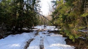 КВАДРОЦИКЛЫ 200 500 600 и 850 кубов в ЛЕСУ по СНЕГУ