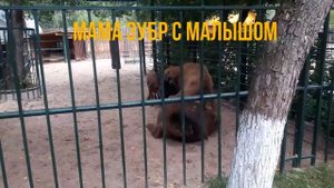 Зоопарк Лимпопо.Часть 1