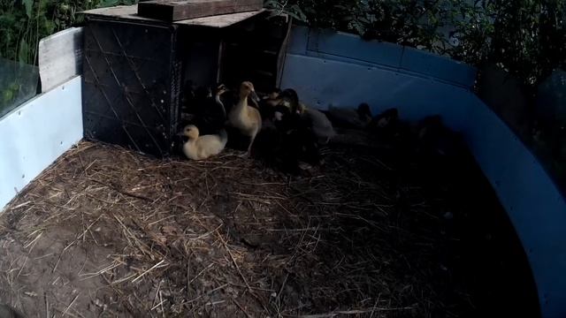 Обзор птичника . Башкирские цветные утки. Гуси серые. смотреть онлайн