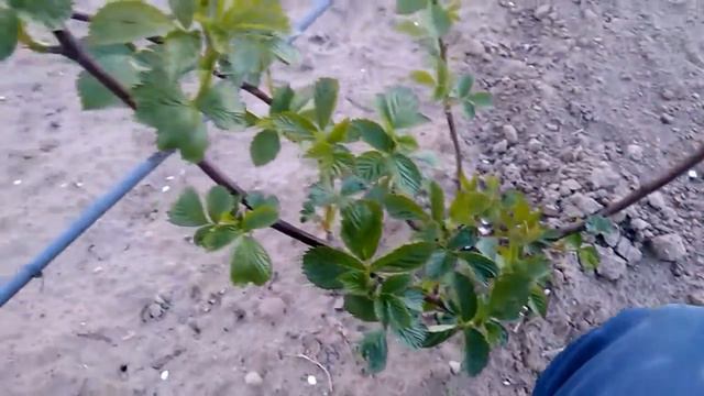 Ежевика, сорт "Натчез", ранний, крупноплодный. смотреть онлайн