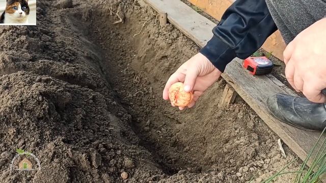Как правильно сажать Гладиолусы весной чтобы они не падали