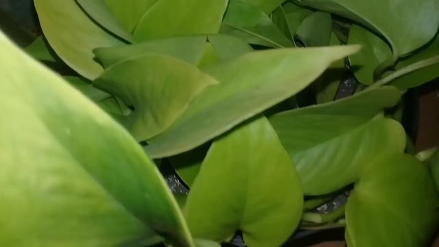 ???Привожу в порядок мои комнатные цветы.Часть 2???