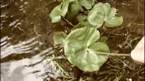 MyNature Apps;  Identifying Marsh Marigold, Caltha palustris