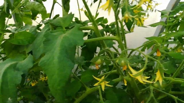 Молочная сыворотка - профилактика паутинного клеща и фитофторы смотреть онлайн