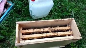 Результат по майскому мёду и что делать дальше с пчёлами
