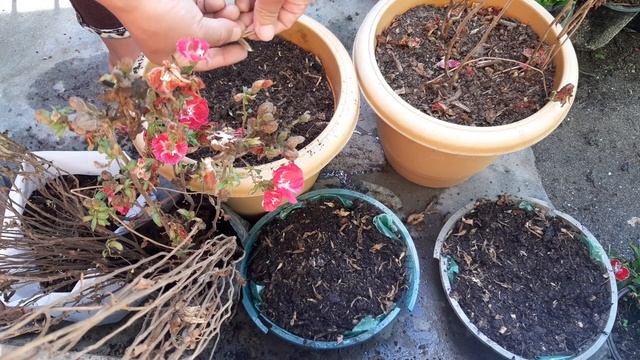 how to collect godetia seeds? | How do you grow Clarkia from seed? | Clarkia flower seeds смотреть онлайн
