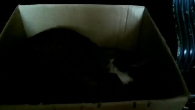 Кот самоизолировался на время карантина смотреть онлайн