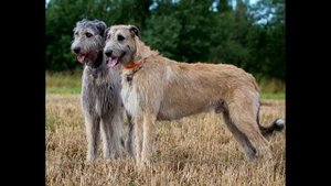 Ирландский волкодав Описание породы