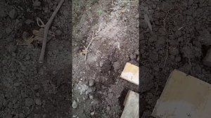 Применение серной шашки обеззараживание в теплице. Серная шашка.