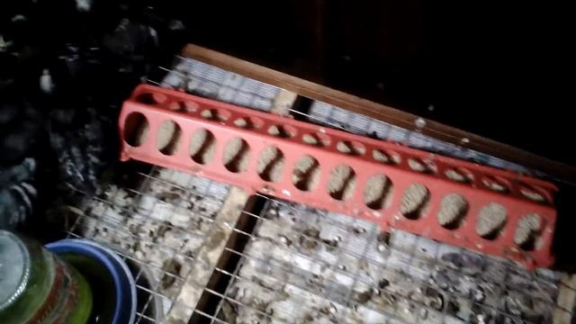 Цыплята Амроксы 10 дней смотреть онлайн