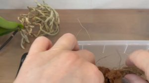 # 153 Как правильно пересадить орхидею фаленопсис в другой горшок #ОрхидеиДляНачинающих