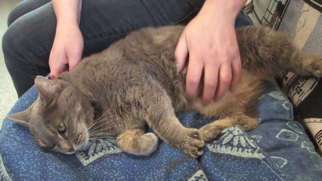 Jade 2 смотреть онлайн