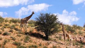 Wild Animals in 4K (Collection of Animals): Giraffe... - Scenic Wildlife Film With Calming Music
