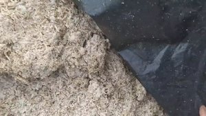 Рацион полугодовалых бычков