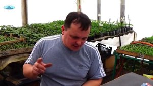 Почему скручиваются листья на рассаде петунии?