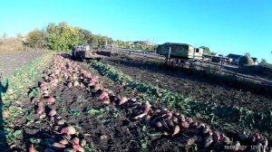 Урожай кормовой свеклы 2021