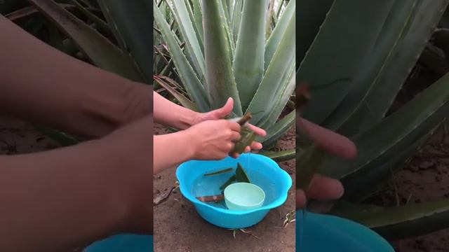 Aloe vera can get out of control when they are grown in the right conditions. They take over their