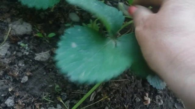 подставки для клубнике для ягоды смотреть онлайн