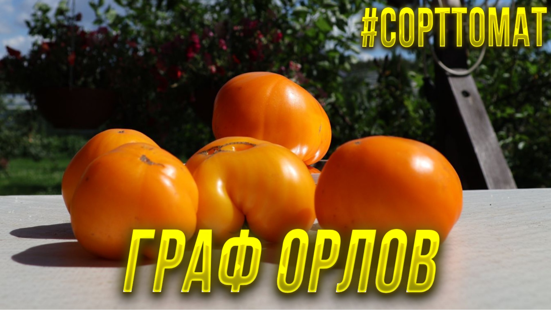 42 Граф Орлов (Orlov Yellow Giant) , Видеообзор экзотических томатов. #Сорттомат