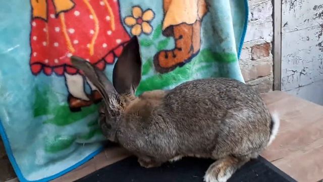 Бельгийский великан цвет агути. смотреть онлайн