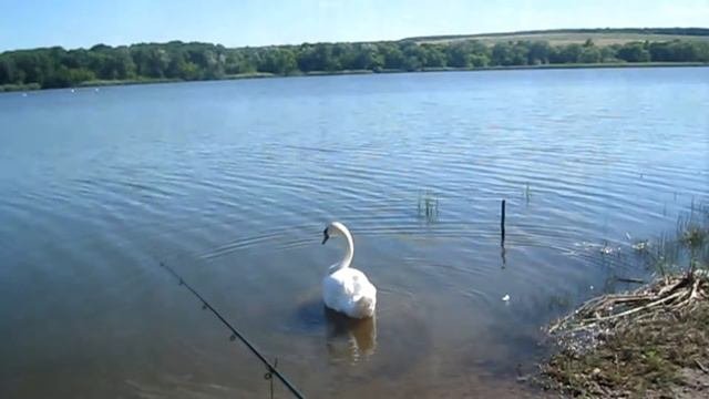 Волынцевское водохранилище 2019