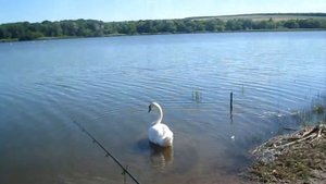 Волынцевское водохранилище 2019