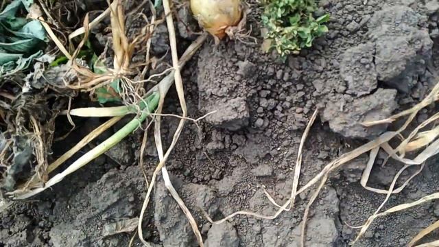 Лук, Урожай лука ,семена лука смотреть онлайн