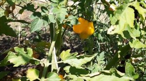 Черри-томат "грушки" Золотая кисть от Седек