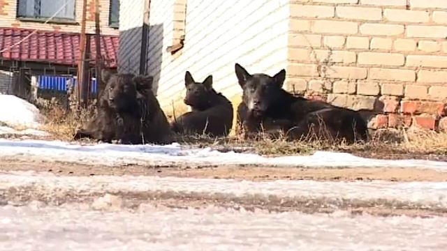 01 03 16 Бездомные собаки смотреть онлайн