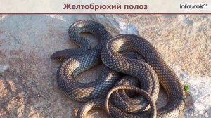 Степи и их животный мир | Окружающий мир 3 класс #19 | Инфоурок