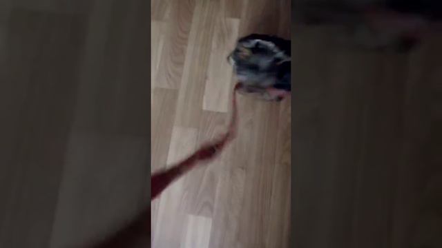 Двухмесячный йоркширский терьтер смотреть онлайн